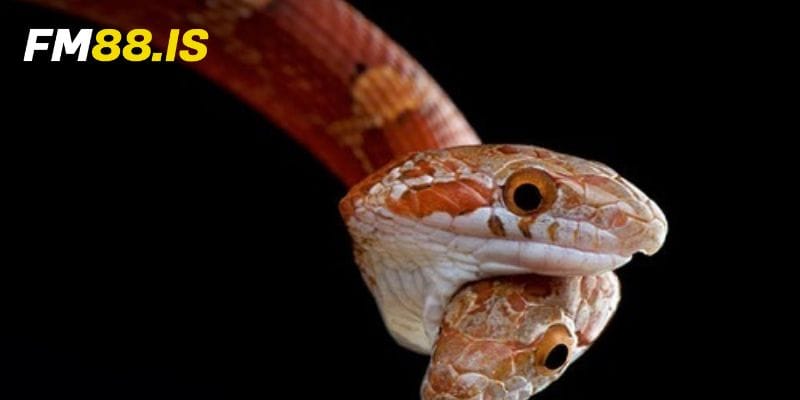 Ý nghĩa của nằm mơ thấy 2 con rắn